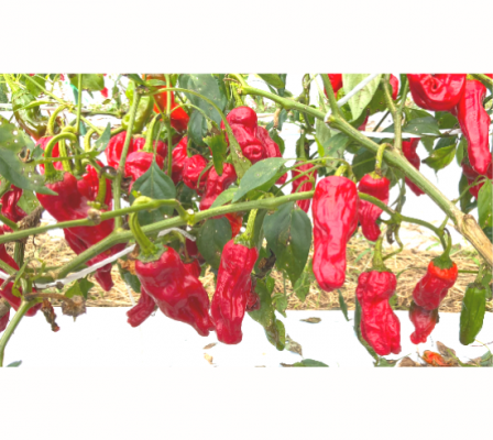 Product image4