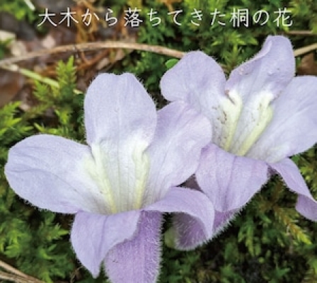 Product image3